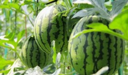 西瓜免费吃瓜,免费吃瓜盛宴，西瓜盛宴等你来